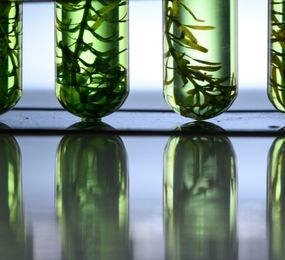 Benefits for Delegates and Sponsors at Advanced Biofuels Forum