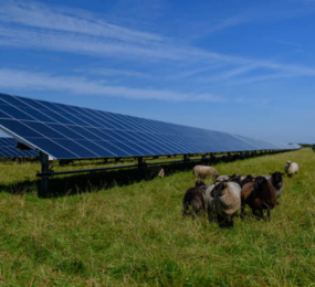 Agrivoltaics: Growing Food and Power on the Same Land