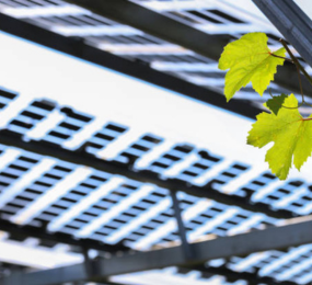 Bifacial Solar Panels for Agriculture